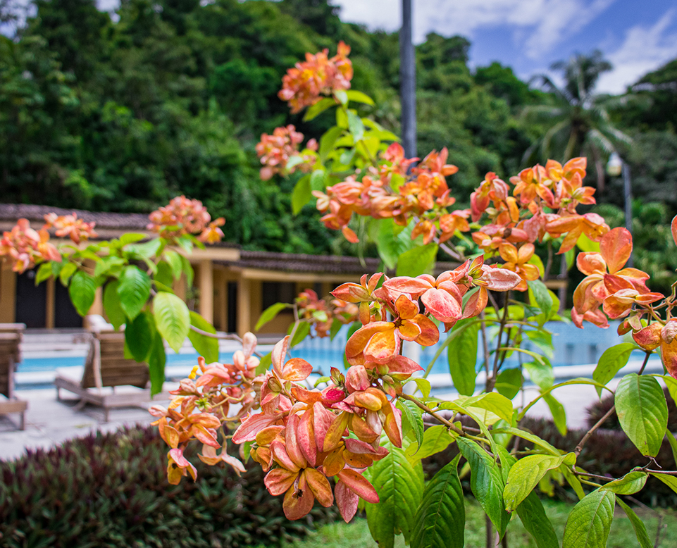 Flowers by the pool